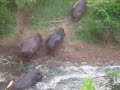 Hippos in the Selous National Park in Tanzania Hippos in the Selous National Park in Tanzania