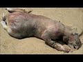 Strange/Scary Animals and Cryptids