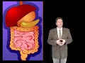 Digestion - Liver Tutor Digestion - Liver Tutor
