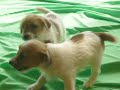 ジャックラッセルテリア 2007年1月14日生まれ(…