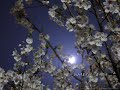 夏川りみ - 伝わりますか