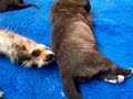 Irish Wolfhound Puppies 11 days old