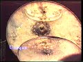 Click here to watch this video East Nusa Tenggara