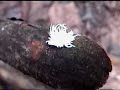 Unknown Shaggy Nymph of Borneo