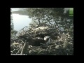 Loch of the Lowes Ospreys, 15.05.2012. 6.40.Laddie..wmv