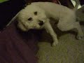 Naughty Dog