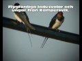 Ladusvala med ungdomar..avi