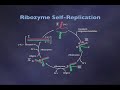 RNA as an Enzyme (4-6)