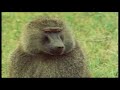 Primates 1/3