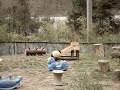 baby-panda-in-san-diego-zoo.html