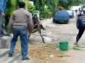 Vaca lanza patada de karate a hombre en la calle