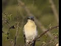 coucou geai (Clamator glandarius) coucou geai (Clamator glandarius)