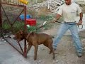 On/Off Bandog Mastiff Puppy 13 Months Old