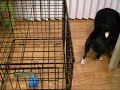 Biscuit the Schipperke Gets His Toy
