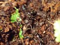 Odontomachus bauri vs. Acheta domesticus #02