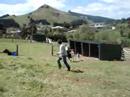 Miniature Horses Palmerston Jan Ragg1