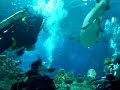 Swimming With Sharks - 3