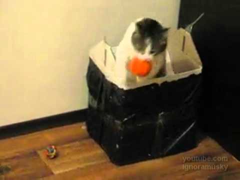 fetch! and the barrier! (Апорт! Барьер!)