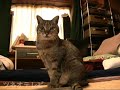 ララちゃんの回転にゃんこ♪