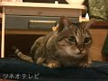 ララちゃんの回転にゃんこ♪