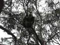 videos de Koala