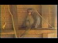 Lifeforce Monkey Rescue
