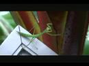 Praying Mantis ( Mantis religiosa )