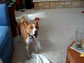 Basenji Dog Howling