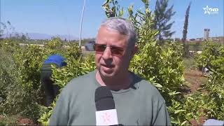 مردودية الموسم الفلاحي :أفاق الدورات الزراعية وسلاسل الانتاج بعد الموسم الشتوي الاستثنائي