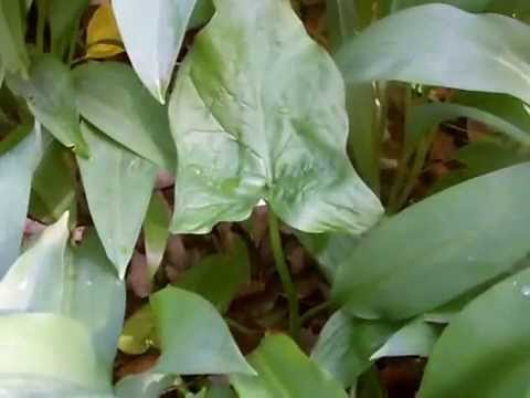 how to plant wild garlic