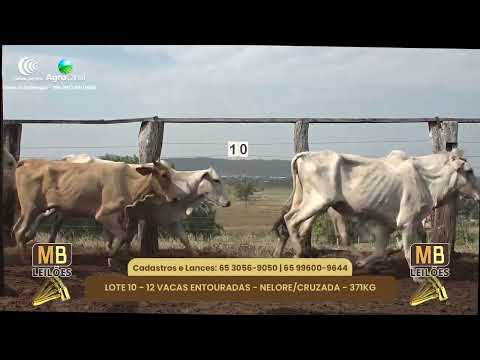 517 LEILO VIRTUAL MB LEILES