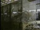 Stella McCartney Narrates Shocking Fur Farm Investigation Stella McCartney Narrates Shocking Fur Farm Investigation