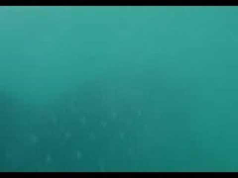 whale shark philippines. swimming with whale sharks in