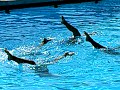 Girls Syncro 1 Girls Syncro 1