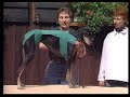 TTouch® for senior dogs, dogs recovering from surgery TTouch® for senior dogs, dogs recovering from surgery