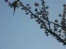 Hele vreemde groene vogels in een boom@oegstgeest