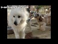 Click here to watch this video ワールドワンちゃんランド：ししまる責められるの巻