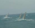 windsurfing at curium