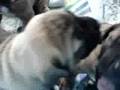 Boerboel video
