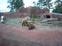 Waving Bears Waving Bears