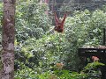 Borneo 2009 012.avi