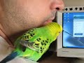 periquito falante - talking parakeet