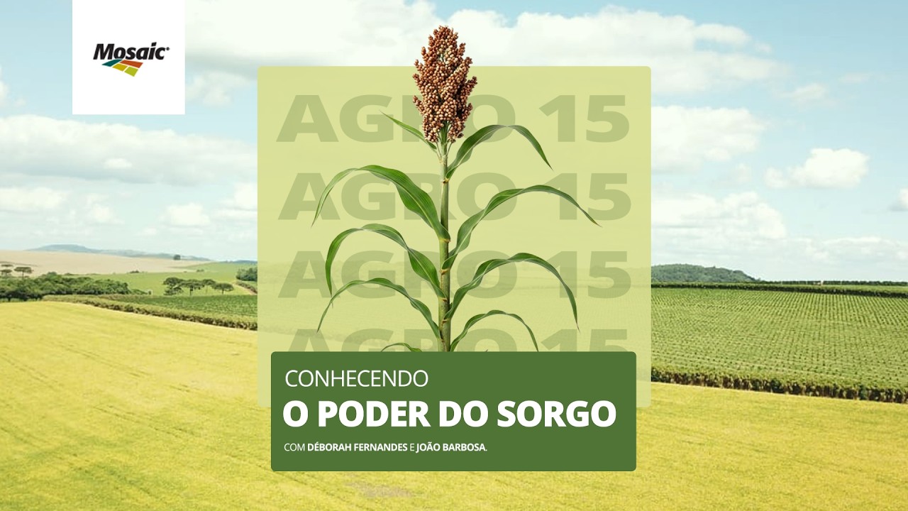 [Agro15] - Conhecendo o poder do Sorgo