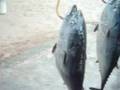pesca en senegal