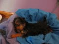 Yorkie Growling and Barking