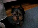 Yorkie Growling and Barking