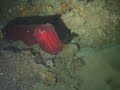 CuttleFish
