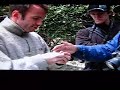 endangered species grand and Otago skinks in New Zealand