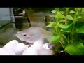 HomeFish