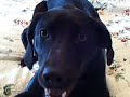 Cute Funny Dog